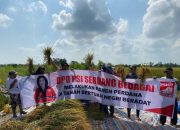 DPD PSI Sergai Gelar Panen Perdana Dukung Ketahanan Pangan dan Program Makan Bergizi Gratis