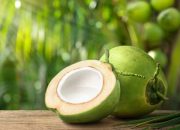 Manfaat Minum Air Kelapa Setiap Hari bagi Kesehatan