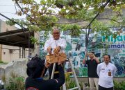 Camat Pasar Kemis Panen Anggur Varietas Impor