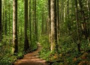 21 Maret 2025 Diperingati sebagai Hari Hutan Sedunia