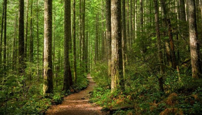 21 Maret 2025 Diperingati sebagai Hari Hutan Sedunia