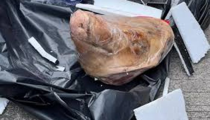 Kantor Tempo Terima Paket Misterius Berisi Kepala Babi, Diduga Bentuk Teror