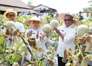 Hj Intan Panen Buah Melon di Desa Kaliasin