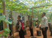 Dukung Ketahanan Pangan Bhabinkamtibmas dan Babinsa Laksanakan Monev Tanaman Anggur dan Jagung di Desa Wangunjaya Cisaga