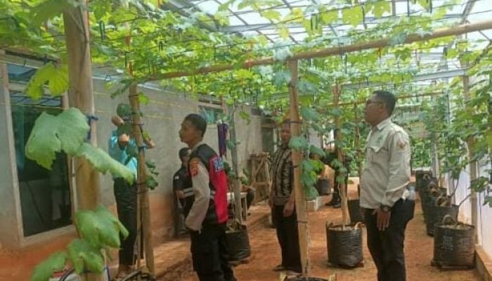 Dukung Ketahanan Pangan Bhabinkamtibmas dan Babinsa Laksanakan Monev Tanaman Anggur dan Jagung di Desa Wangunjaya Cisaga