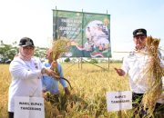 Maesyal Intan Ikuti Panen Padi Serentak