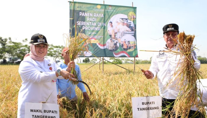 Maesyal Intan Ikuti Panen Padi Serentak