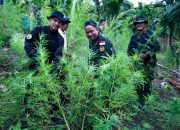 Operasi Pertama Tahun 2025 di Aceh, BNN Musnahkan 12 Ton Ganja