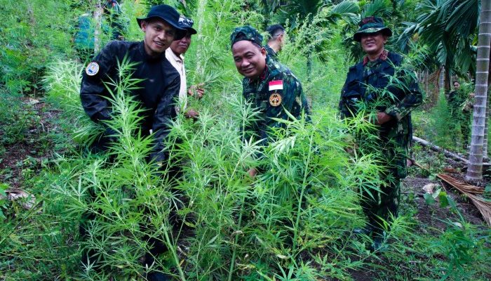 Operasi Pertama Tahun 2025 di Aceh, BNN Musnahkan 12 Ton Ganja