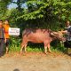 Target 2.3 Juta Paket Daging Kurban se Indonesia, PKS Banten Berkurban 603 Ekor Hewan Kurban