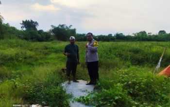 Cek Tanaman Jagung Bripka Sandi Polsek Pasar Kemis Perhatikan Kondisi Lahan
