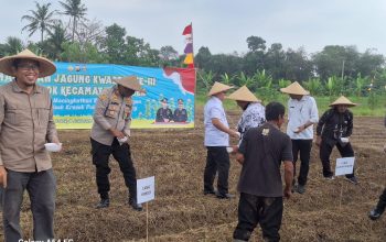 Kapolsek Kresek Dampingi Kapolresta Tangerang Tanam Jagung
