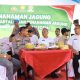 Penanaman Jagung Serentak di Ciamis Sukses Dukung Ketahanan Pangan Nasional