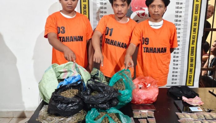 Polres Simalungun Amankan 2,5 Kg Ganja Dari 5 Tersangka di Kawasan Wisata Danau Toba