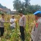 Kapolresta Tangerang Tinjau Perkembangan Penanaman Jagung Hibrida di Desa Buniayu Kecamatan Sukamulya