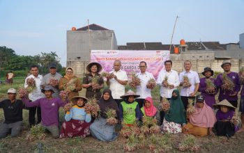 Jamintel Tinjau Panen Bawang Merah di Sepatan