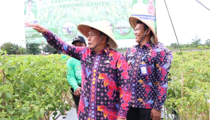 Bupati Panen Raya Cabai di Desa Kemuning Kecamatan Legok