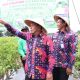 Bupati Panen Raya Cabai di Desa Kemuning Kecamatan Legok