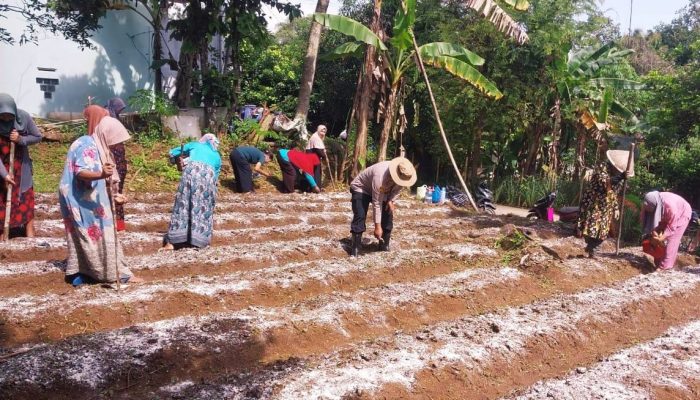 Polres Ciamis Ikut Tanam Jagung Bareng Warga Desa Raksabaya