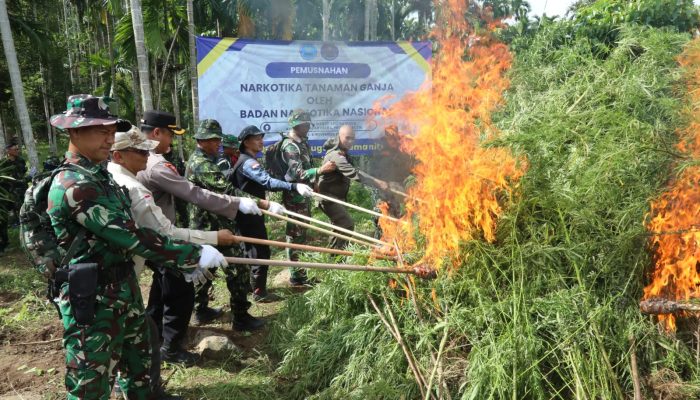 BNN Musnahkan 69 Ton Ganja di Aceh Utara