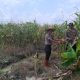 Jelang Panen Raya, Kabag SDM Polres Tanjung Balai Tinjau Langsung Lahan Jagung Binaan