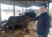 BUMDes Bamban Jaya Klarifikasi Isu Kerugian Program Penggemukan Sapi