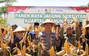 Polres Ciamis Gelar Panen Raya Jagung Kuartal I 2026