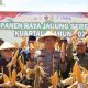 Polres Ciamis Gelar Panen Raya Jagung Kuartal I 2026
