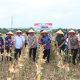 Panen Raya Jagung di Bantar Panjang Buktikan Program Ketahanan Pangan Berjalan