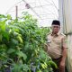 Pesantren di Lebak Budidaya Cabai, Gubernur Andra Soni Minta Replikasi