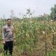 Polsek Pasar Kemis Cek Perkembangan Lahan Jagung, Dukung Program Ketahanan Pangan Polresta Tangerang