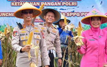 Polres Banjar Bersama Petani Panen Jagung Serentak, Dukung Swasembada Pangan Nasional