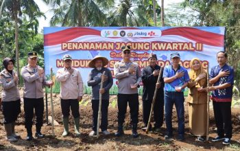 Peran Aktif Polres Ciamis Dukung Swasembada Pangan, Penanaman Jagung Serentak Digelar di Maleber