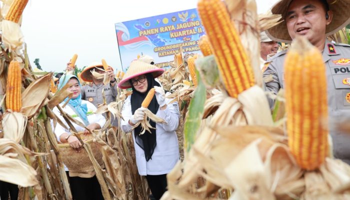 Intan Hadiri Penen Jagung Serentak Kuartal II Bareng Polres Metro Tangsel di Cisauk