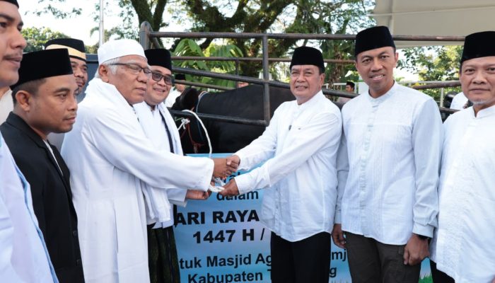 Bupati Tangerang Serahkan Sapi Kurban Bantuan Presiden Prabowo Seberat 1,08 Ton