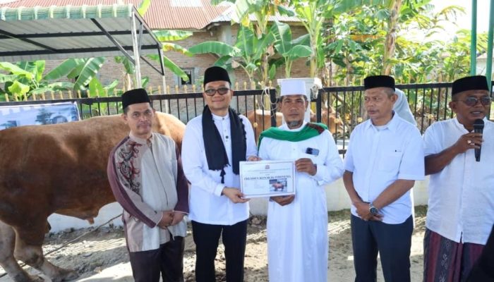 Pemko Tanjungbalai Serahkan Bantuan Sapi Qurban Kemasyarakatan dari Presiden Prabowo Subianto