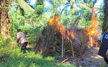 Polres Sergai Grebek Sarang Narkoba di Dolok Masihul, Gubuk Diduga Lokasi Transaksi Dibakar