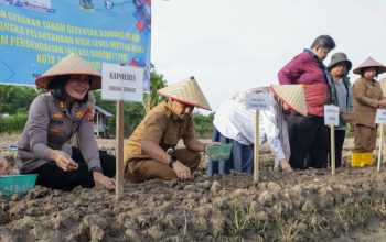 Wali Kota Tebing Tinggi Pimpin Gerakan Tanam Bawang Merah, Perkuat Ketahanan Pangan dan Kendalikan Inflasi
