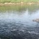 Andra Soni: DLHK Banten Temukan Penyebab Air Sungai Cisadane menjadi Hitam