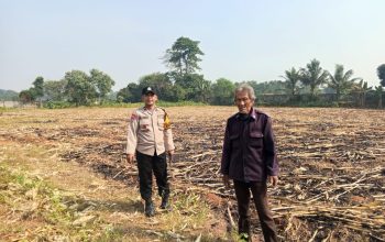 Sukseskan Program Ketahanan Pangan Presiden, Polsek Panongan Gelar Panen Jagung di Desa Ranca Iyuh