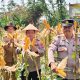 Wakapolsek Cikupa Hadiri Panen Jagung Program 1 Desa 2 Hektar di Pasir Jaya, Perkuat Ketahanan Pangan Nasional