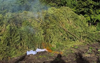 Jelang HUT ke-81 RI, BNN Musnahkan 12 Hektare Lahan Ganja