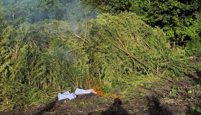 Jelang HUT ke-81 RI, BNN Musnahkan 12 Hektare Lahan Ganja