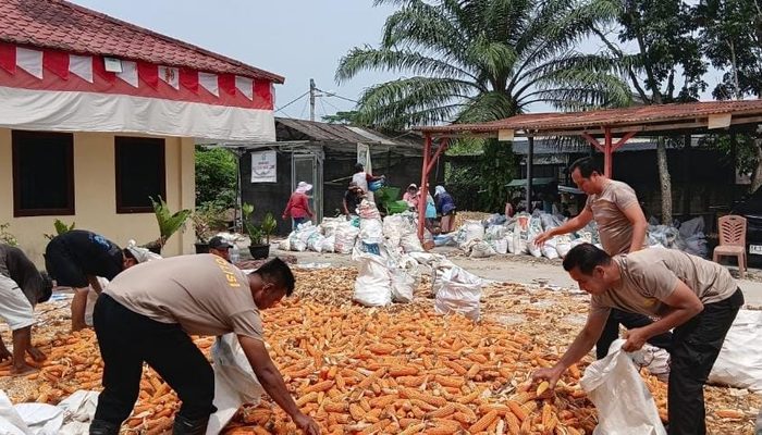 Polsek Sei Tualang Raso Turun Langsung Bantu Petani Olah 7 Ton Jagung