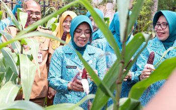 Panen Jagung di Pekarangan PKK, Tinawati Andra Soni Dorong Ketahanan Pangan dari Rumah