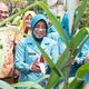 Panen Jagung di Pekarangan PKK, Tinawati Andra Soni Dorong Ketahanan Pangan dari Rumah