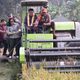 Panen 275 Hektare Sawah di Mauk, Bupati Dorong Ketahanan Pangan dan Kesejahteraan Petani